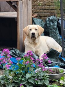 Oscar is een blonde labrador.